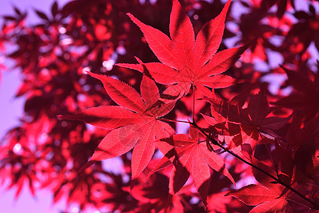 日本的红叶特写枝条衬套橙子树叶植物群木头森林花园季节掌心图片