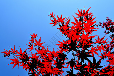日本的红叶特写掌心森林衬套植物橙子公园环境木头树叶花园图片