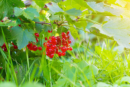 红醋栗的一个分支 红莓 收成 夏季红色浆果 一根醋栗树枝悬在绿地上 复制空间食物菜园甜点水果衬套花园生长叶子小吃农业图片