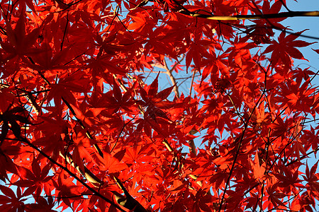 在秋天季节 日本棕榈山坡 与独特的红叶枝条植物群树叶环境公园阳光掌心森林橙子枫树图片