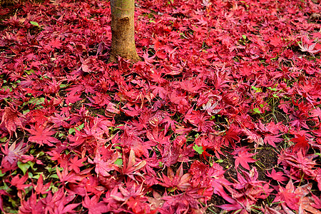 日本枫叶特写镜头与经典秋天颜色植物花园枝条橙子树叶公园掌心季节衬套植物群图片