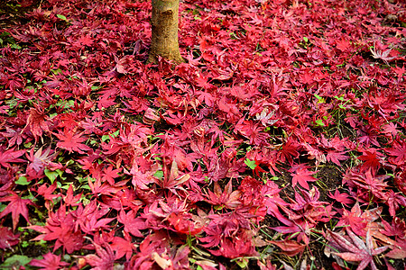 日本枫叶特写镜头与经典秋天颜色掌心衬套森林植物群植物环境季节墙纸树叶橙子图片
