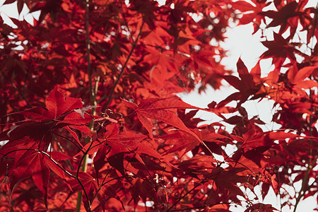 日本掌状枫树及其独特的红叶特写森林阳光衬套橙子环境植物学植物枝条植物群掌心图片