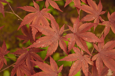 日本掌状枫树及其独特的红叶特写森林树叶植物季节枝条阳光环境花园橙子植物群图片