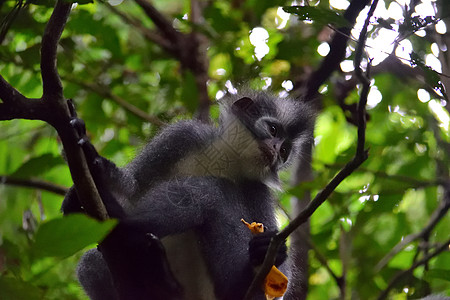 国家公园的猴子公园栖息地丛林叶猴野生动物猕猴森林环境灵长类动物图片