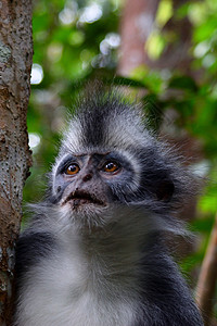 国家公园的猴子荒野濒危动物园热带栖息地丛林环境男性动物学叶子图片