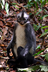 国家公园的猴子灵长类男性栖息地动物学丛林生态动物群荒野叶子森林图片