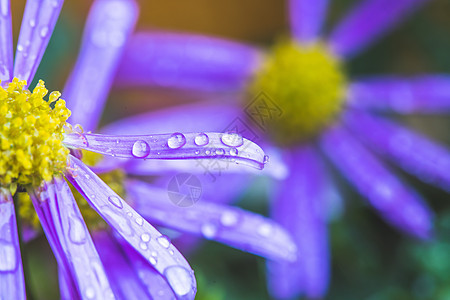 雨后紫花 壁纸 紫花上大量水滴墙纸季节紫色叶子气候雨滴花瓣天气植物生活图片