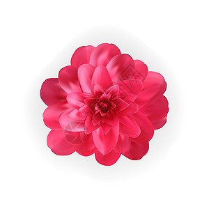 白色背景上五颜六色的自然主义盛开的粉红色山茶花 它制作图案矢量植物茶花插图花瓣植物学叶子花园花束植物群季节图片
