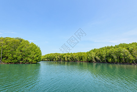 泰国光太田高的红树林图片