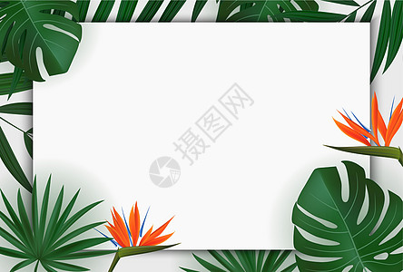 自然逼真的绿色棕榈叶与鹤望兰花热带背景 矢量图 Eps1艺术叶子棕榈丛林边界情调异国森林卡片框架图片