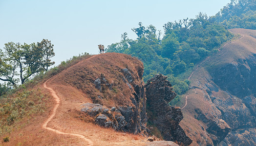 泰国清迈Monjong山顶的黄色田地场景风景阳光天空闲暇公园旅游爬坡山脉旅行图片