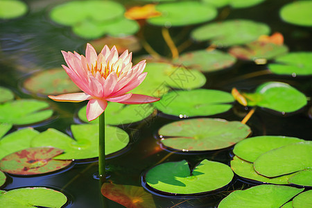 粉色莲花开在充满绿叶的池塘里叶子植物群花瓣植物植物学花园百合白色绿色图片