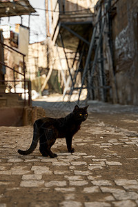 一只流浪黑猫走进小巷村庄宠物胡同路面毛皮生活猫咪野生动物城市人行道图片