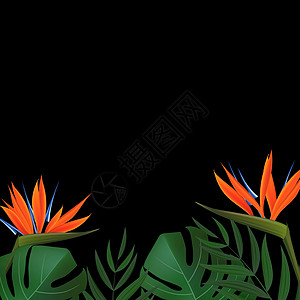 自然逼真的绿色棕榈叶与鹤望兰花热带背景 矢量图 Eps1框架艺术金子正方形插图邀请函边界棕榈天堂卡片图片