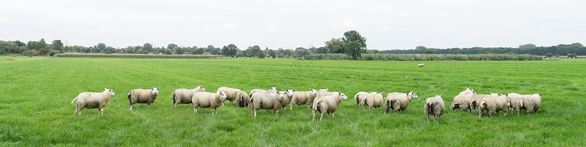 夏季在荷兰草地放牧的一群羊群天空宠物农场全景场地哺乳动物团体羊毛动物植物图片