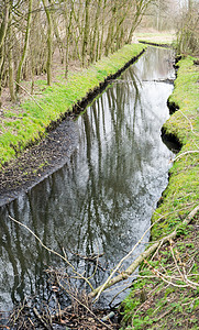 俯视一条溪水 有草地和裸露的树木 在初泉的时候 它们能反映在水中森林绿色风景分支机构波浪反射公园苔藓图片