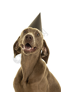 可爱可爱可爱的年轻小狗头戴着党帽 看着白色隔绝的相机忠诚庆典灰色犬类品种猎狗血统威马主人女性图片