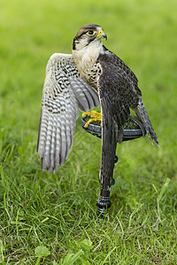 一只长着翅膀的成年白鹰在绿色自然背景下图片