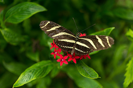 一只黑色和黄色的白色斑马长翼蝴蝶紧贴在一朵带绿色的红色花朵上图片