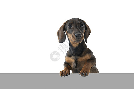 特写一只双色黑色和棕色黑皮肤有线头发的Dachshund狗 以白色背景与灰色地下隔离黄褐色注意力棕褐色朋友宠物动物犬类小狗金属哺图片