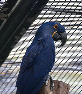 蓝色和黄色的鹦鹉缠在树枝上野生动物雨林异国金刚鹦鹉羽毛情调热带动物荒野濒危图片