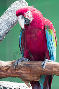鸟鹦鹉看起来很好奇翅膀动物绿色动物园黄色荒野野生动物红色丛林蓝色图片