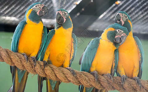 美丽的蓝黄色金刚鹦鹉 又称蓝绿色金刚鹦鹉绿色野生动物热带动物园金子白色羽毛蓝色鹦鹉金色图片
