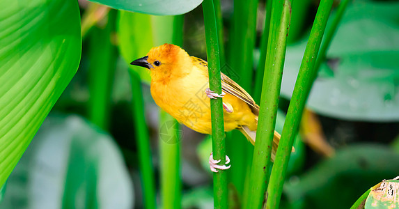 坐在树叶上的塔韦塔金色织物织布工羽毛织工热带黄金动物群翅膀鸟类橙子绿色图片