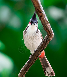 红口耳鸟是在亚洲发现的过路鸟雀形荒野鸟类发泄绿色黄色白色红色羽毛通风背景图片