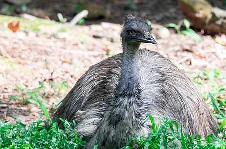 乌姆鸟类 诺埃赫奥尔兰地阿罗马伊乌斯 近距离拍摄EMU鸟公园动物农场国家动物群旅行眼睛羽毛棕色荒野图片