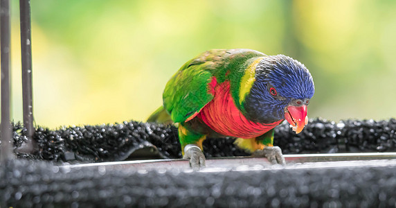 彩虹罗丽凯特是色彩美丽的鹦鹉蓝色羽毛动物园荒野椰子红色野生动物绿色翅膀异国图片