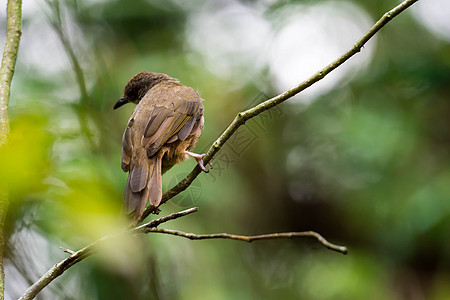 一只棕色鸟的特拍片 被孤立在树枝上 而树枝是模糊绿色背景麻雀鸟类野生动物画眉雀科白色森林羽毛荒野动物图片