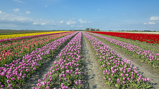 荷兰农村的郁金香花流出 来自荷兰季节蓝天植物群场地郁金香植物学植物农业出口花瓣图片