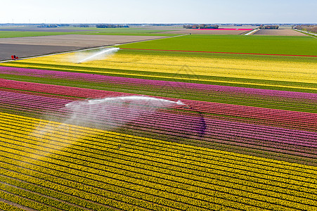 在荷兰农村开阔的郁金香田上喷洒水时 从空中喷洒水图片
