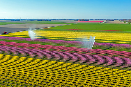 春季从荷兰向农村开阔的郁金树田喷洒水时 在喷洒空气中喷洒水图片