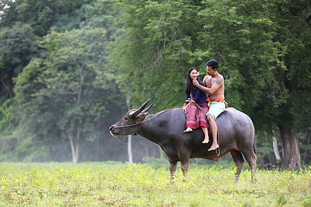 泰国田野上骑水牛的泰国农民家庭幸福时光 泰式旅行车环境农村村庄农田女孩山地农业生活家畜图片
