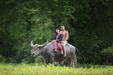 泰国农村水牛服农装的一对夫妇农场主环境村民乡村动物目的地家畜森林农业收获文化图片