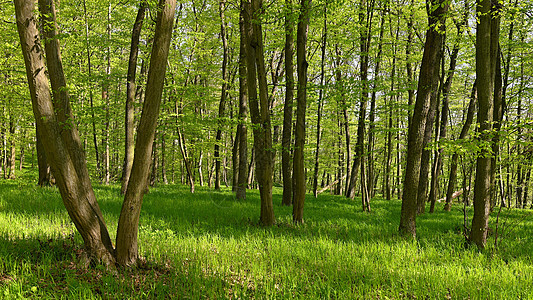 美丽的绿色背景与森林 春天自然与树木 多姿多彩的背景场景木头公园植物学太阳途径叶子旅行环境阳光图片