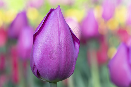 紫罗兰郁金香的特写 花园里美丽的春花植物花瓣季节叶子植物群生长紫色场地花束植物学图片