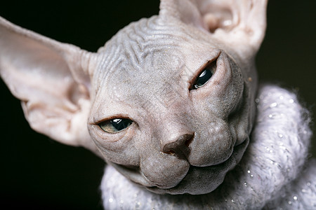 Sphynx小猫 秃头猫的口香糖图片