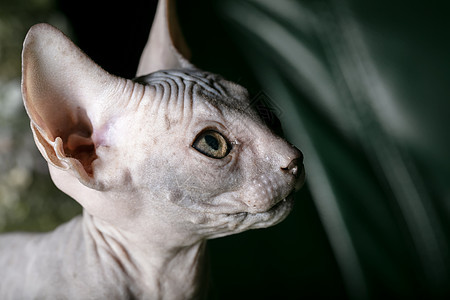 Sphynx小猫 秃头猫图片