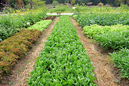 蔬菜农场 农业概念t沙拉维生素场地绿色叶子橡木花园氯醛植物学工业图片