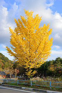 秋天的ginko树季节性乡村公园黄色树叶花园农村背景图片