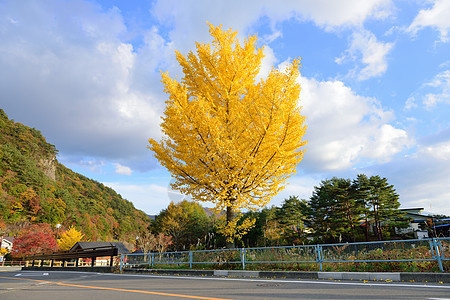 秋天的ginko树公园花园农村季节性乡村黄色树叶背景图片