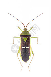 在白色背景中隔离的绿色豆类舱虫Hemiptera图像 动物 昆虫半翅目宏观臭虫橙子荒野野生动物棉布漏洞天线叶子图片
