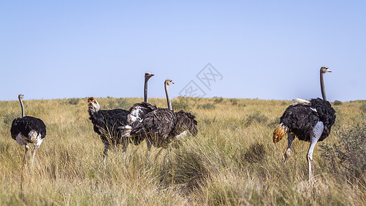 南非Kgalagadi跨界公园的非洲Ostrich鹤科观鸟野性自然保护区目的地跨境全景动物保护区女性图片