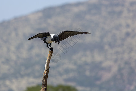 南非 Vulpro康复中心自然自然保护区生态花斑育种动物航班背景乌鸦保护区图片