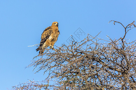 南非Kgalagadi跨界公园的Wahlbergs Eagle保护区生物圈动物荒野蓝色自然保护区目的地蓝天野生动物观鸟背景图片