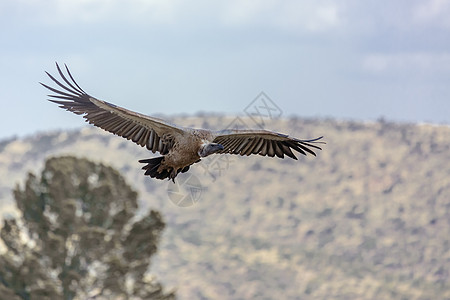 南非 Vulpro康复中心翅膀航班狮鹫飞行秃鹰动物自然保护区诊所清道夫志愿者图片